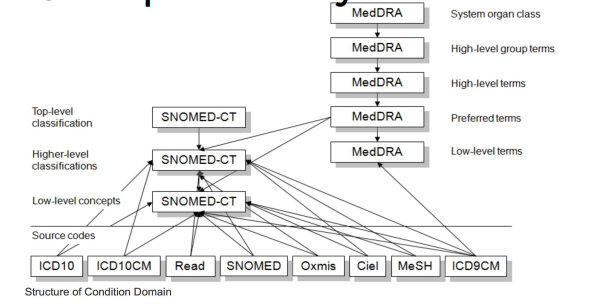 OMOP concept hierarchy