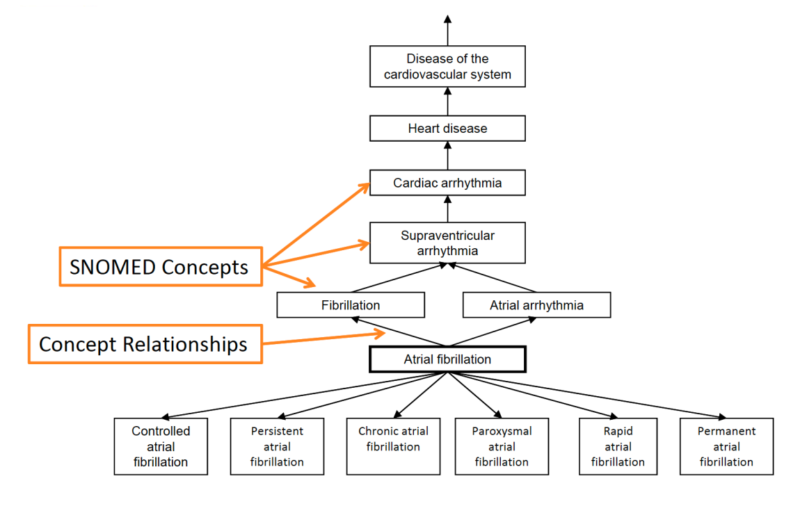 OMOP disease hierarchy